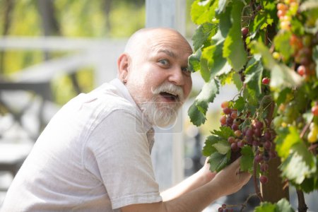 Téléchargez les photos : Producteur de raisin avec raisins. Un vieil homme taille des vignes. Homme cueillant des raisins rouges sur la vigne dans le vignoble. Récolte de vigne. Domaine viticole. Récolte des raisins dans le vignoble, vendange des raisins - en image libre de droit