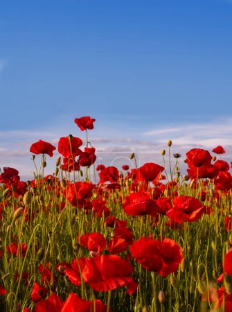 Photo for Anzac background. Poppy field, Remembrance day, Memorial in New Zealand, Australia, Canada and Great Britain. Red poppies. Memorial armistice Day. Historic war memory - Royalty Free Image