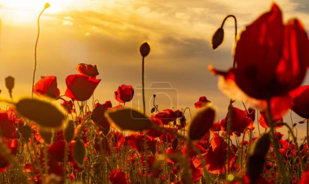 Photo for Anzac. Poppy field, Remembrance day, Memorial in New Zealand, Australia, Canada and Great Britain. Red poppies. Memorial armistice Day, Anzac day banner. Remember for Anzac, Historic war memory - Royalty Free Image