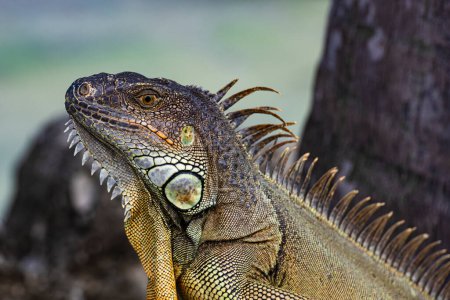 Photo for Iguana, American iguana is a lizard reptile in the Iguana in the iguana family. And in the subfamily Iguanidae - Royalty Free Image