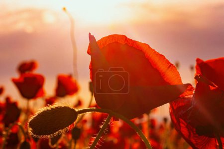 Foto de Flores Las amapolas rojas florecen en el campo salvaje. Campo de amapola en plena floración contra la luz del sol. Día del Recuerdo, Día del armisticio conmemorativo, Día de Anzac en Nueva Zelanda, Australia, Canadá y Gran Bretaña - Imagen libre de derechos