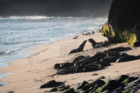 Foto de Leones marinos en San Diego, California - Imagen libre de derechos