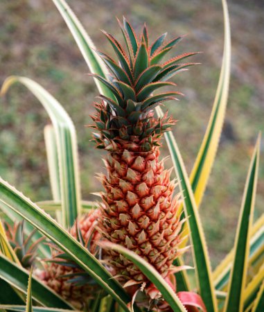 Photo for Pineapple fruit in plantation. Tropical pineapple fruit. Pineapple tropical fruit growing in garden - Royalty Free Image