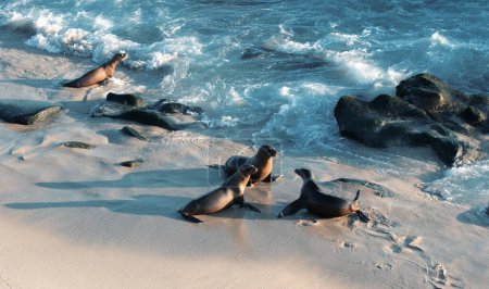 Foto de Leones marinos en San Diego, California - Imagen libre de derechos