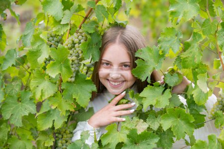Foto de Sonriente niña feliz comiendo uvas maduras sobre fondo de vid. Niño con cosecha. Retrato infantil en viñedos. Niño recogiendo uvas maduras en la vid - Imagen libre de derechos