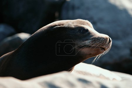 Foto de Sello de piel en el retrato de arena. Focas del Cabo. Concepto de vida silvestre con lobo marino - Imagen libre de derechos