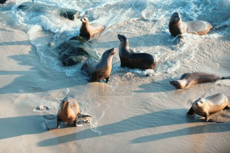 Foto de Sea Lions en el océano. Colonia de focas de piel, arctocephalus pusillus - Imagen libre de derechos