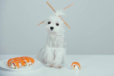 Foto de Perro gracioso con rollos de sushi, sashimi. Cachorro de sushi con palillos. Publicidad de comida japonesa. Estilo japonés de sushi - Imagen libre de derechos