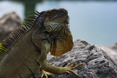 Photo for Iguana, American iguana is a lizard reptile in the Iguana in the iguana family. And in the subfamily Iguanidae. Miami. - Royalty Free Image