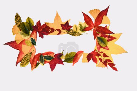 Foto de Banner for autumn sale in frame from leaves. Fall leaf border, autumnal background. Autumn maple leaves isolated on white. Falling leaves natural background - Imagen libre de derechos