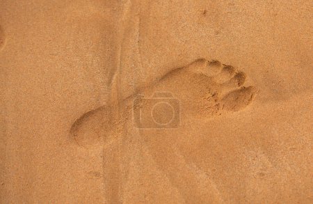Téléchargez les photos : Empreinte humaine à côté des empreintes de chien sur la plage tropicale de sable - en image libre de droit