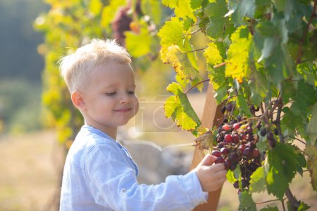 Téléchargez les photos : Feuilles d'automne de raisin. Joyeux petit garçon avec des raisins à l'extérieur. Enfant avec des raisins sur fond de vigne. Joli garçon souriant à un vin blanc raisins mûrs. Concept de vendange - en image libre de droit