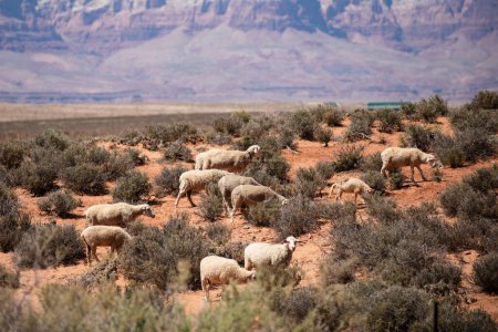 Photo for Farming in desert. Sheeps and lamb wool in Arizona. Landscape of Grand Canyon. Panoramic view of National Park in Arizona - Royalty Free Image