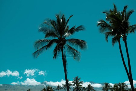Téléchargez les photos : Paysage de palmiers. Palmiers sur ciel bleu, palmiers sur la côte tropicale, cocotier - en image libre de droit