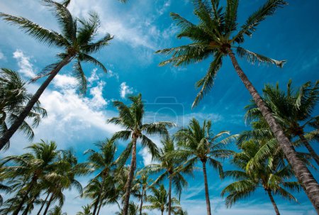 Photo for Palms exotic pattern. Palm trees on blue sky, palm at tropical coast, coconut tree. Tropical backdrop on sun light sky - Royalty Free Image