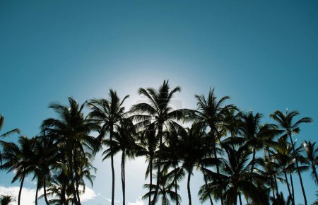 Photo for Palms landscape with sunny tropic paradise. Tropical palm coconut trees on sky, nature background - Royalty Free Image