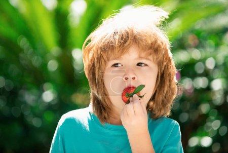 Téléchargez les photos : Les enfants cueillent des fraises biologiques fraîches. Joyeux petit garçon mange des fraises - en image libre de droit