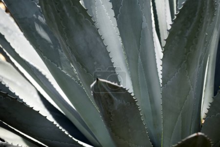 Foto de Agave. Fondo de cactus, diseño de cactus o patrón de cactaceae - Imagen libre de derechos