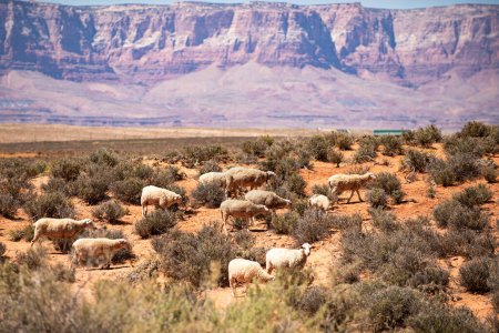 Foto de Agricultura en el desierto. ovejas y lana de cordero en Arizona. Valle del Desierto. Parque Nacional Canyon. Cañón de rocas rojas en Utah. Naturaleza paisaje - Imagen libre de derechos