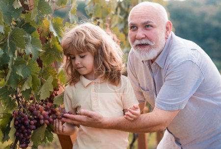 Téléchargez les photos : Petit-fils et grand-père vendangeant des raisins. L'agriculture dans la campagne agricole - en image libre de droit