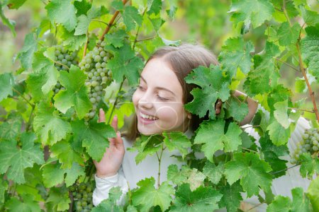 Photo for Kids farmer harvesting ripe green grapes in vineyard. Happy young kids picking grapes at wine farm. Agriculture grapes farm. Sweet childhood - Royalty Free Image