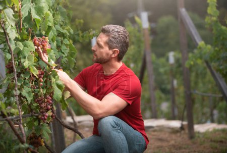 Téléchargez les photos : Gardener on summer grapes harvest. Vinedresser cutting grapes bunch. male vineyard owner. Man harvester cutting grapes from vine - en image libre de droit