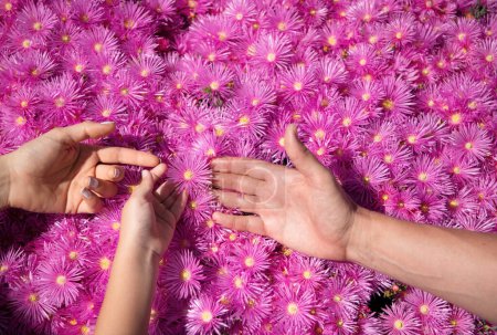 Téléchargez les photos : Mains de famille sur asters roses, fond de texture marguerites roses. Parents mains sur fond de camomille violette. Concept d'unité, de soutien, de protection et de bonheur. Mains de famille - en image libre de droit
