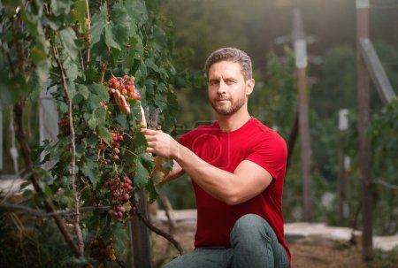 Téléchargez les photos : Jardinier sur vendanges estivales. Agriculteur récolte de raisins à la ferme. Homme coupant des raisins avec une taille. Jardinage, concept agricole. Vigneron coupe des brindilles - en image libre de droit