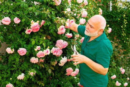 Téléchargez les photos : Homme jardinier senior en rosiers de coupe de jardin. Grand-père travaillant dans la cour arrière avec des fleurs de printemps - en image libre de droit
