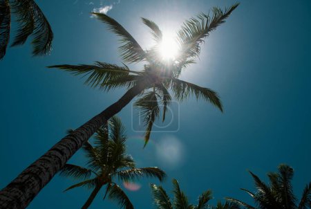 Photo for Tropical trees background. Coco palms on blue sky. Palms wallpaper - Royalty Free Image