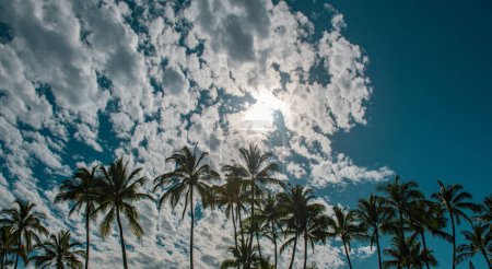 Photo for Palms landscape with clouds and sunny tropic paradise. Coconut palm trees, beautiful tropical texture with sun light on sky abstract background - Royalty Free Image