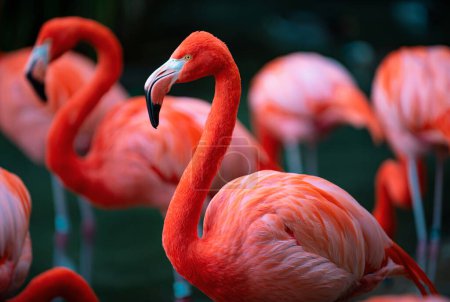 Photo for Greater flamingo, Phoenicopterus roseus. Colony of pink Flamingos grooming while wading in a pond - Royalty Free Image