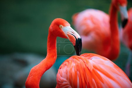 Foto de Flamingo americano. Flamencos. Grupo de aves de belleza de flamencos - Imagen libre de derechos