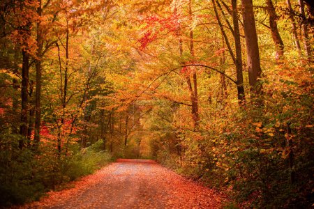 Téléchargez les photos : Forêt d'automne nature. Belle ruelle romantique dans un parc aux arbres colorés. Texture automnale naturelle, fond automnal - en image libre de droit