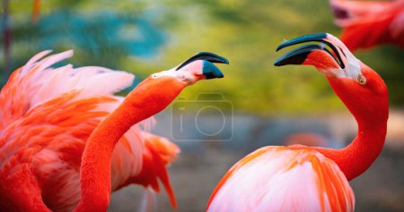 Photo for Beautiful flamingos walking in the water with green grasses background. American Flamingo walking in a pond - Royalty Free Image