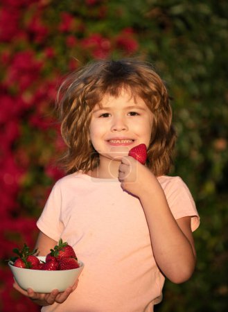 Téléchargez les photos : Petit garçon cueillant et mangeant des fraises. Enfant mangeant des fraises - en image libre de droit