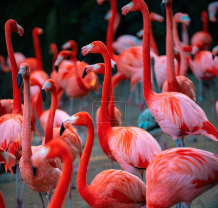 Foto de Hermoso flamenco rosa. Manada de flamencos rosados en un estanque. Los flamencos o flamencos son un tipo de ave zancuda del género Phoenicopterus. - Imagen libre de derechos