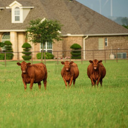 Foto de Vacas marrones en un campo verde en el pasto verde - Imagen libre de derechos