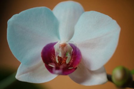 Photo for Orchid bloom flower. Decorative flowers for home. Phalaenopsis growing. Floral concept - Royalty Free Image