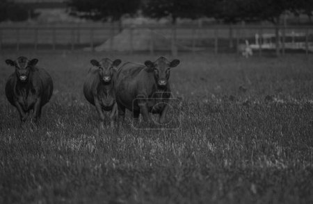Foto de Concepto de ganadería, cría, leche y producción de carne - Imagen libre de derechos