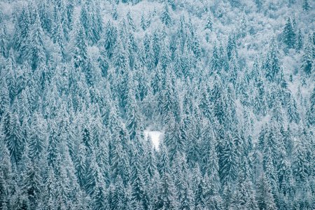 Foto de Bosque de Navidad de invierno con nieve y árboles que caen. Paisajes en invierno. Mañana helada en el bosque - Imagen libre de derechos