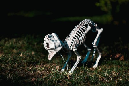 Photo for Halloween skeleton of scary dog or cat - Royalty Free Image