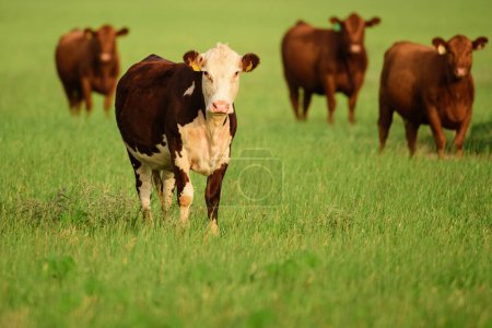 Foto de Vacas en un campo herboso en un día soleado. paisaje con manada de vacas pastando en campo verde con hierba fresca - Imagen libre de derechos