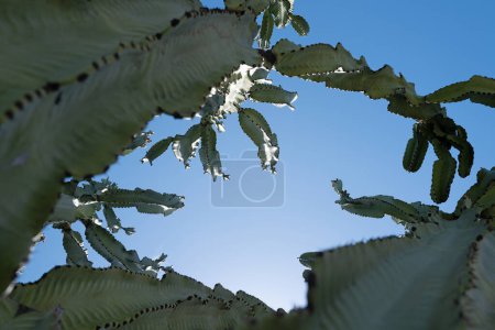 Photo for Cactus in desert on sky backdround, cacti or cactaceae pattern - Royalty Free Image