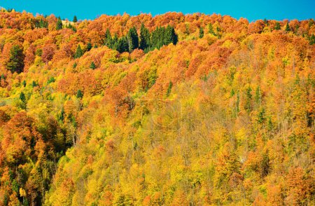 Foto de Paisaje de montañas durante el otoño. Textura de la naturaleza forestal, fondo otoñal - Imagen libre de derechos