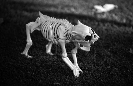 Photo for Helloween decor. Halloween skeleton of scary dog - Royalty Free Image