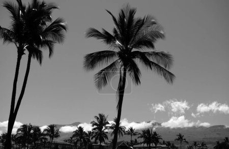 Foto de Palmeras paisaje. Palmeras de coco, hermosa textura tropical con luz solar en el cielo fondo abstracto - Imagen libre de derechos