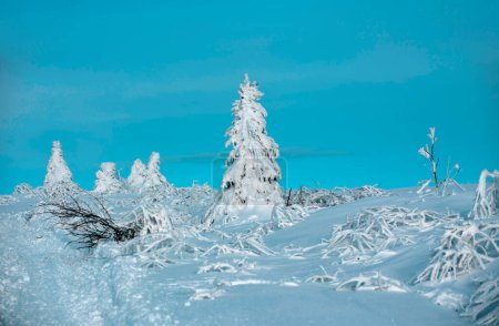 Foto de Winter christmas forest with falling snow and trees. Winter nature - Imagen libre de derechos