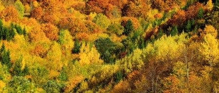 Foto de Hermosas hojas coloridas de otoño. Colorido follaje en el parque. Hojas que caen fondo natural - Imagen libre de derechos