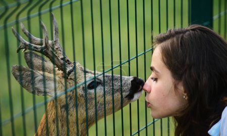 Téléchargez les photos : Bambi cerf dans la cage du zoo. Cerfs bambi et animaux sauvages concept. Une fille nourrit un cerf dans le parc - en image libre de droit